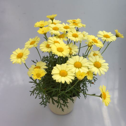 マーガレット　ロリーズ (Lollies) 