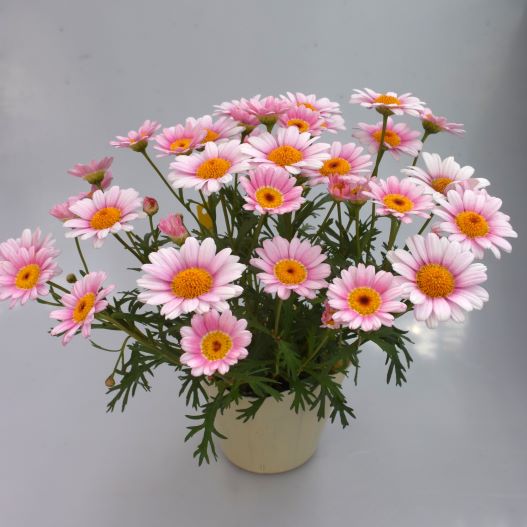 マーガレット　ロリーズ (Lollies) 