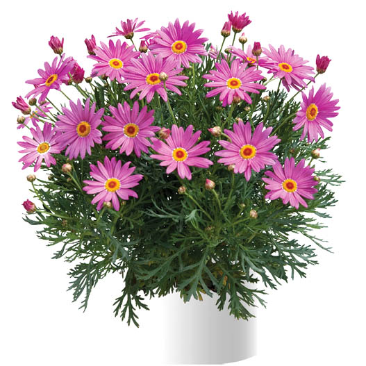 マーガレット　アンジェリック 