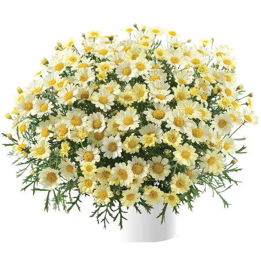 マーガレット　アンジェリック 