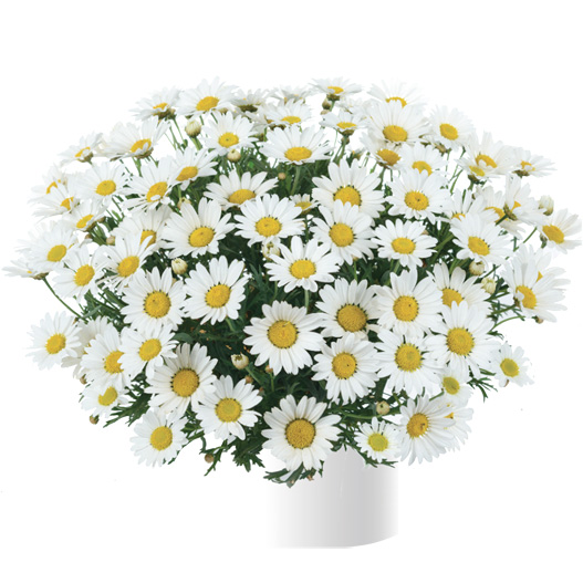 マーガレット　アンジェリック 