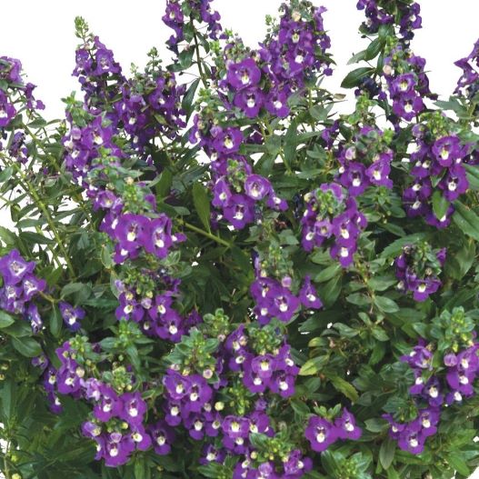 アンゲロニア　アロニア シリーズ 