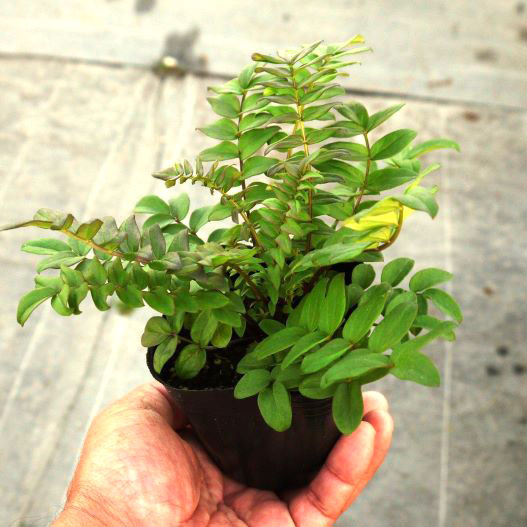 ポレモニウム　パープルレインストレイン 