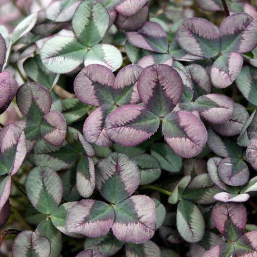 クローバー ティント 