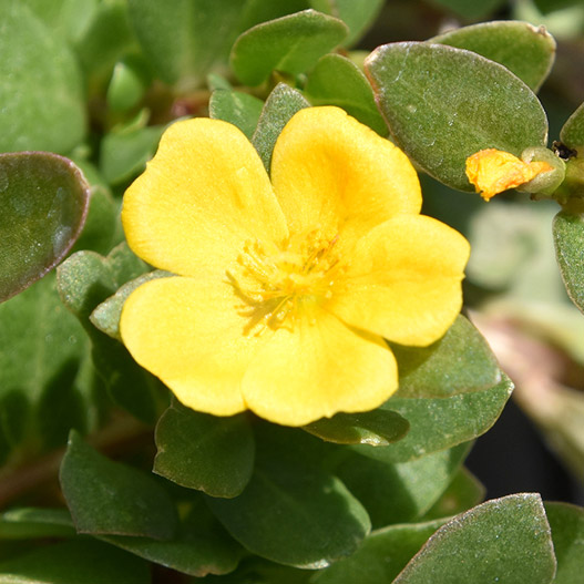 ポーチュラカ　ベーシック 