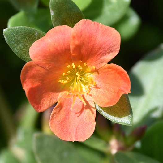 ポーチュラカ　ベーシック 