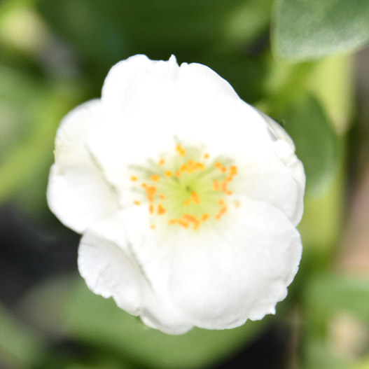 ポーチュラカ　ベーシック 