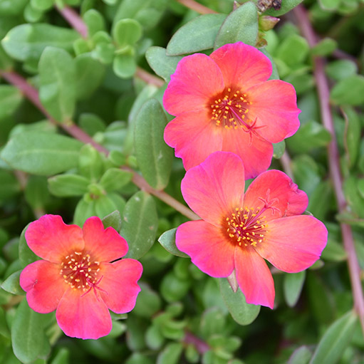 ポーチュラカ　ベーシック 