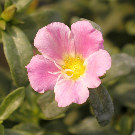 ポーチュラカ　ベーシック 