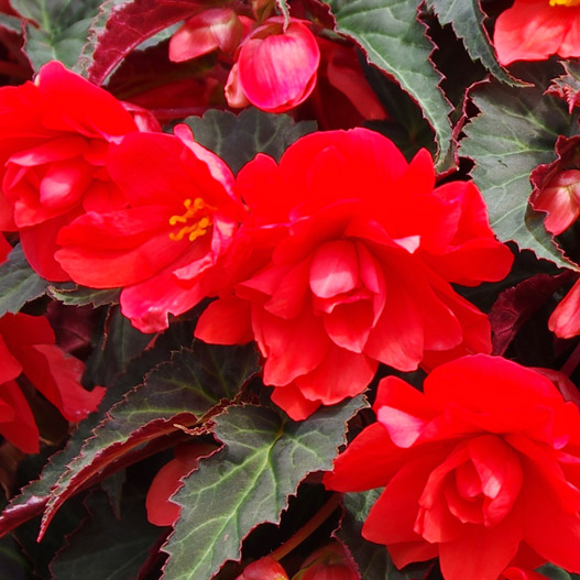 ベゴニア　サマーウィング 