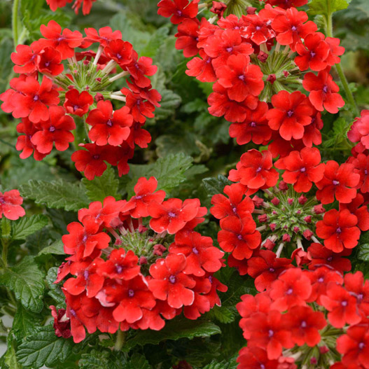 バーベナ　ヴァネッサ コンパクト 