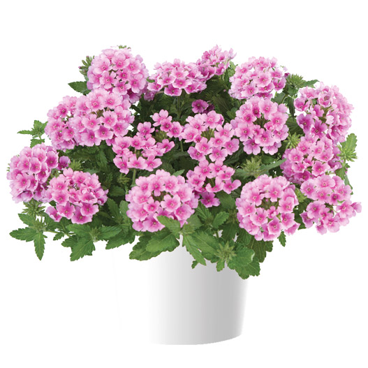 バーベナ　ヴァネッサ コンパクト 