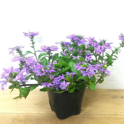 スケボラ　タッチ 