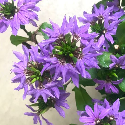 スケボラ　タッチ 