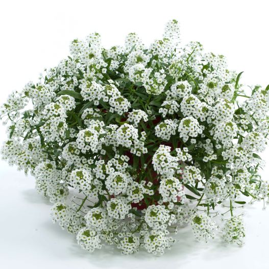 ロブラリア(アリッサム)　ストリーム 