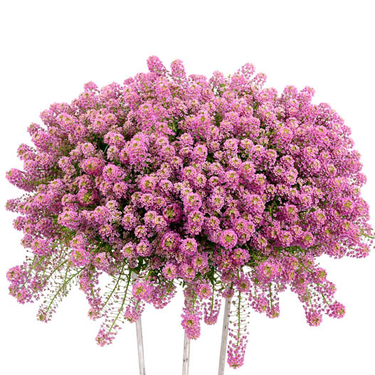 ロブラリア(アリッサム)　ストリーム 