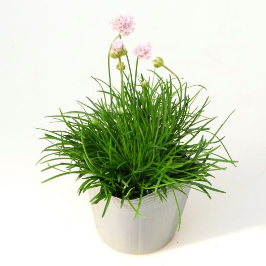 アルメリア　アルマダ シリーズ 