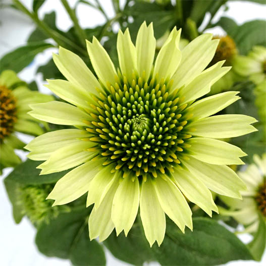 エキナセア　プレーリーブレイズ 