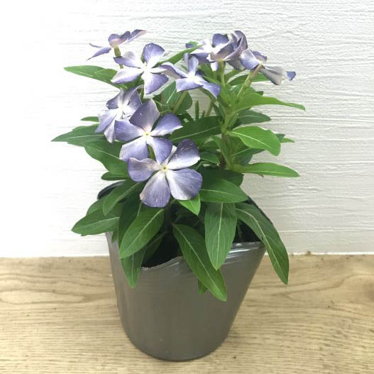 ビンカ　爽夏 さわやか