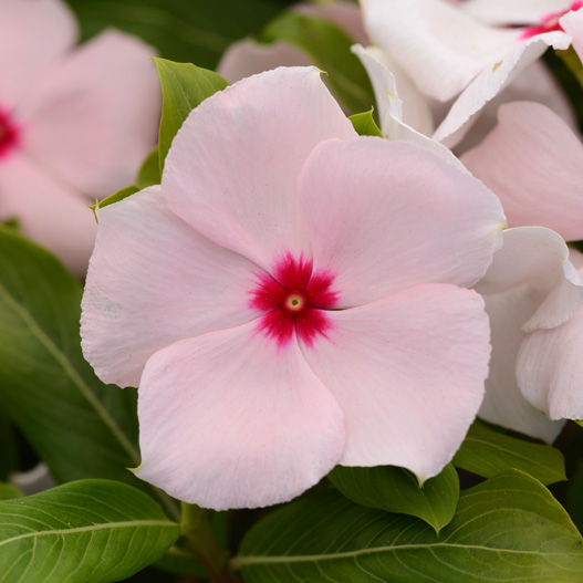 ビンカ　バリアント シリーズ 