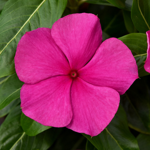 ビンカ　バリアント シリーズ 