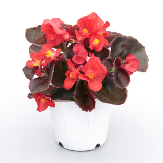 ベゴニア センパフローレンス　セネタiQ シリーズ 