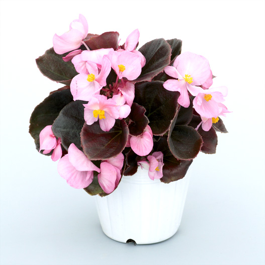 ベゴニア センパフローレンス　セネタiQ シリーズ 