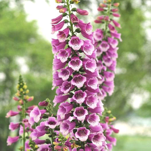 ジギタリス　ダルメシアン 