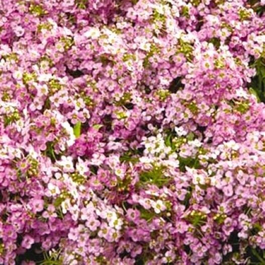 アリッサム　ワンダーランド シリーズ 