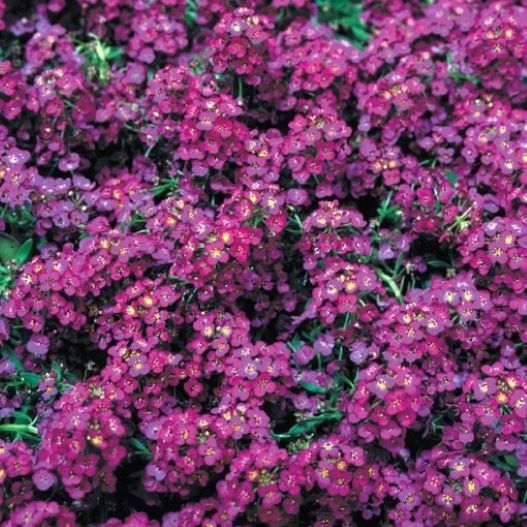 アリッサム　ワンダーランド シリーズ 