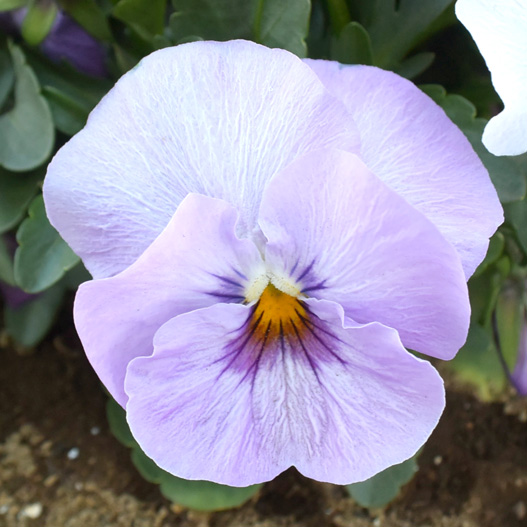 パンジー　キューティー 