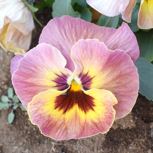 パンジー　キューティー 