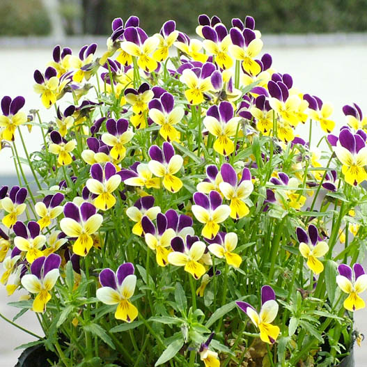 パンジー　花ろまん すみれ 