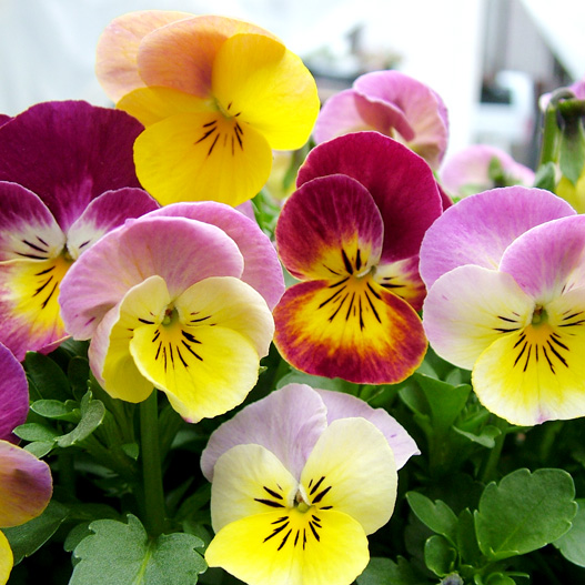 パンジー　花ろまん すみれ 