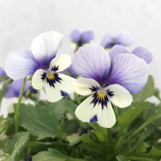 パンジー　花ろまん すみれ 