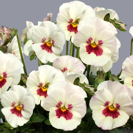 パンジー　花ろまん すみれ 