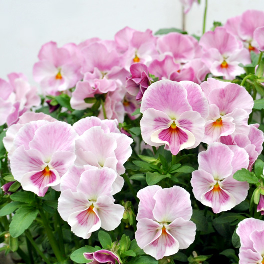 パンジー　花ろまん すみれ 