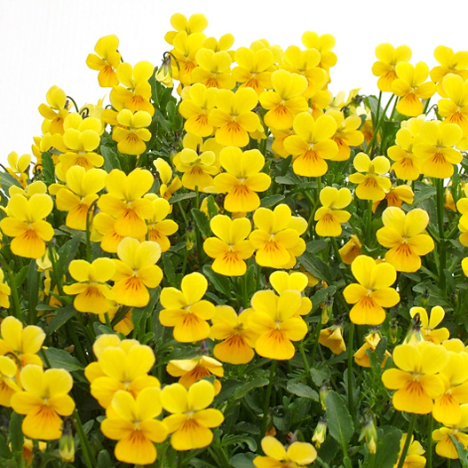 パンジー　花ろまん すみれ 