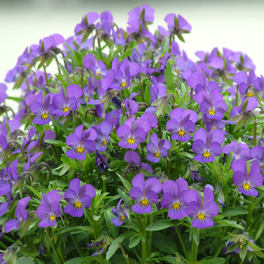 パンジー　花ろまん すみれ 