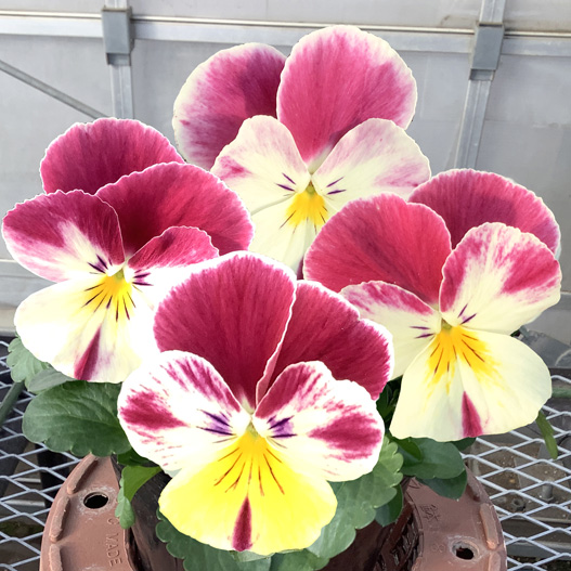 パンジー　プティ・シャトン 