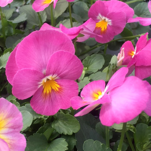 パンジー　パフューム 