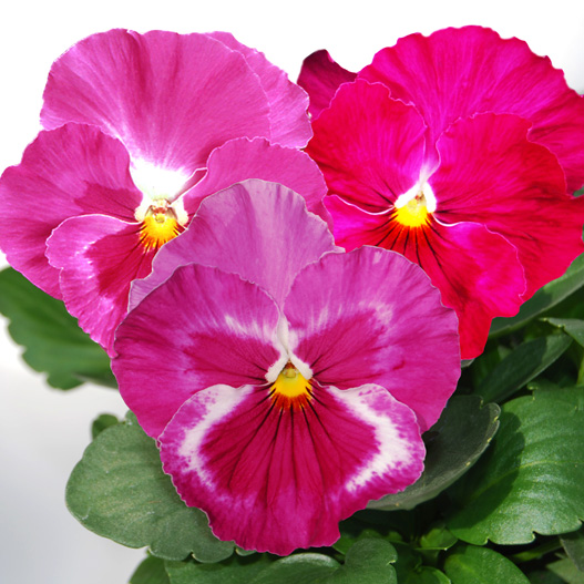 パンジー　ユニーク系 