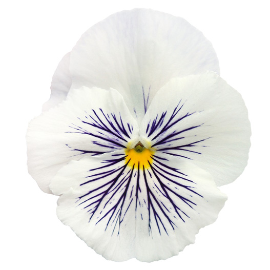 パンジー　キャッツプラス 