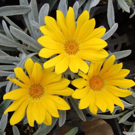 ガザニア　ニューコレクション 