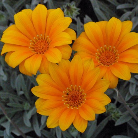 ガザニア　ニューコレクション 