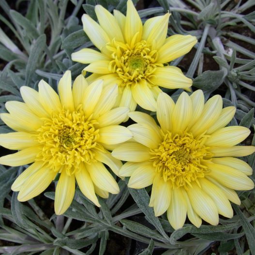 ガザニア　ニューコレクション 