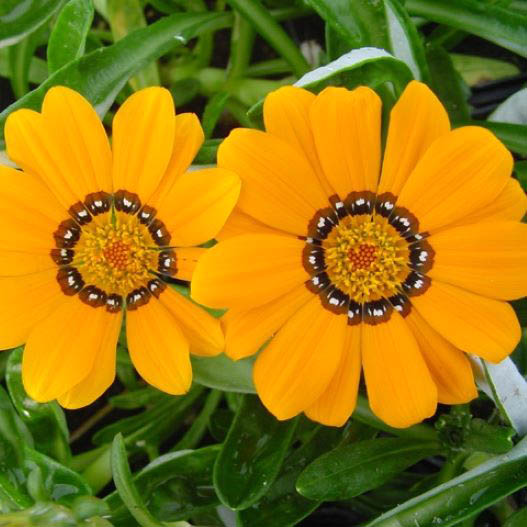 ガザニア　ニューコレクション 