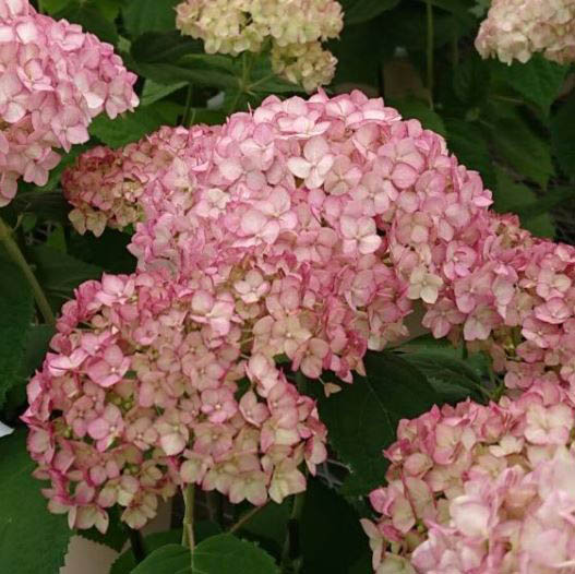 ハイドランジア　ル・マニフィーク／ル・パルフェ／ピコティシャルマン 