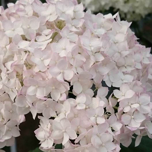 ハイドランジア　ル・マニフィーク／ル・パルフェ／ピコティシャルマン 