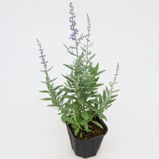 ペロフスキア(ロシアンセージ)　ブルーゼット 